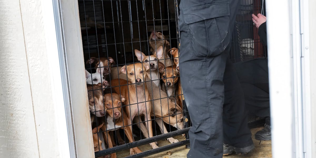 Humane Society of Greater Kansas City caring for 50+ dogs