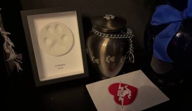 San Antonio owner demands answers after his dog was shot in neighborhood