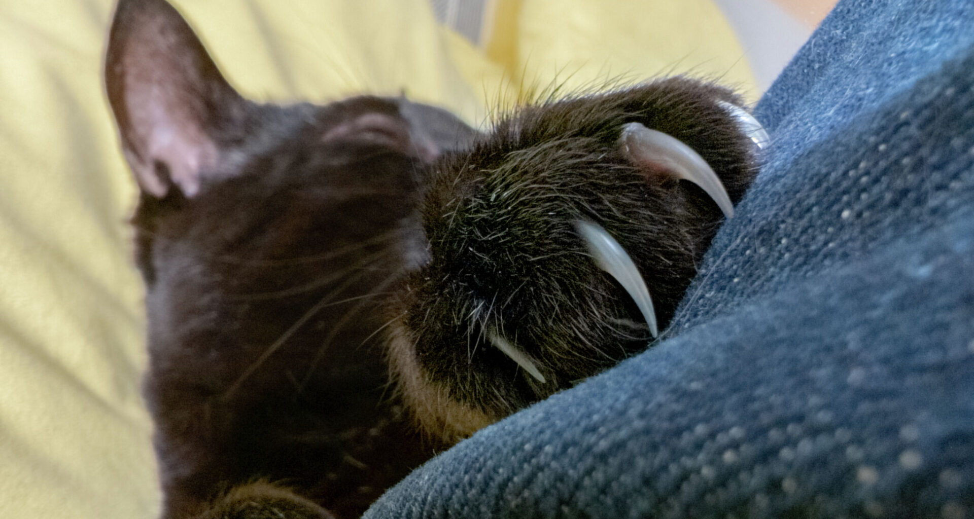 Is it illegal to declaw a cat in Texas? See what the law says