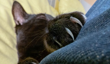 Is it illegal to declaw a cat in Texas? See what the law says