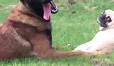 San Antonio owner demands answers after his dog was shot in neighborhood