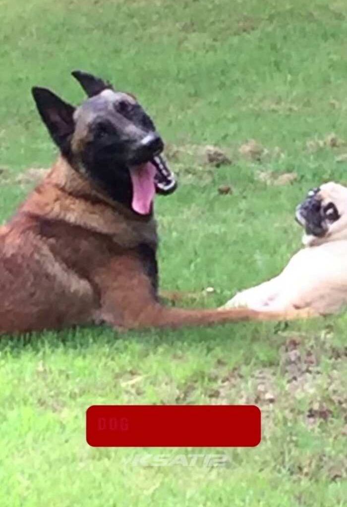 San Antonio owner demands answers after his dog was shot in neighborhood