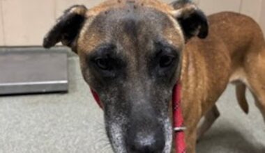 Good Day Good Dog: Burnett