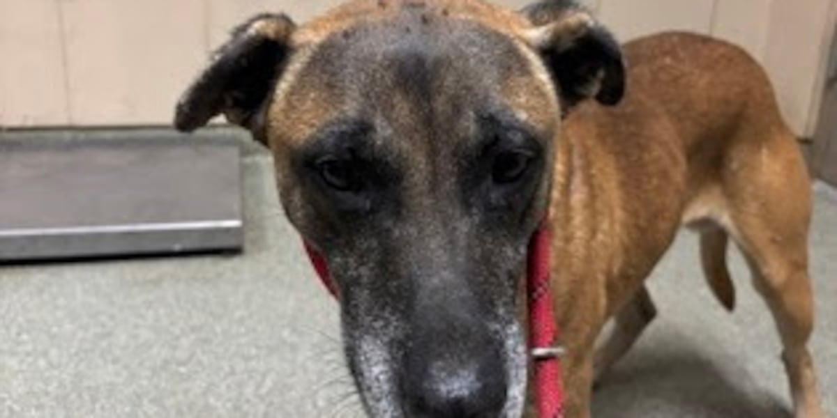 Good Day Good Dog: Burnett