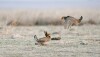 Two Adult Male Lesser Prairie Chicken Sparring at a Lek in Kansas_Photo by Brent via Adobe Stock_597909864.jpg