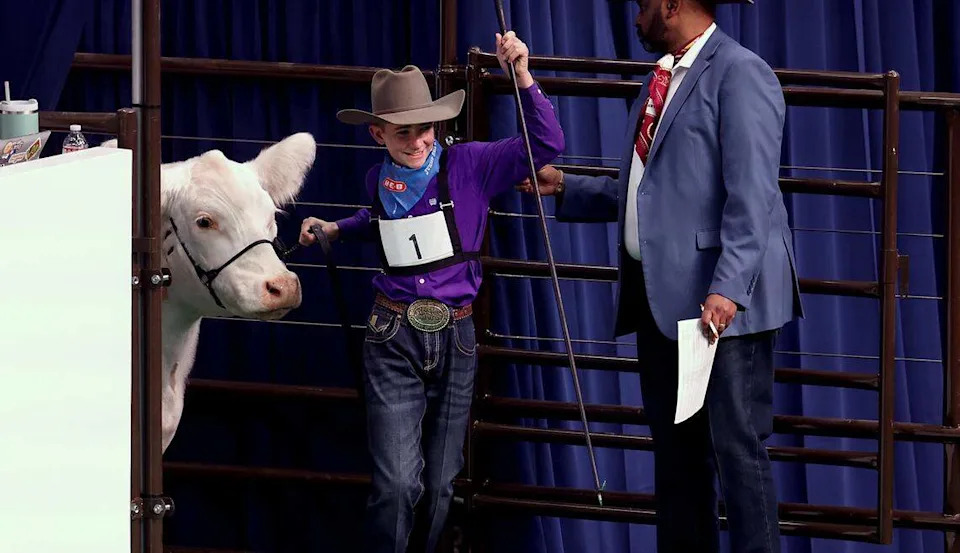 Caiman Cody of Tolar leads White Castle into the arena for the Fort Worth Stock Show and Rodeo Junior Sale of Champions on Saturday, Feb. 7, 2026. White Castle was bought by Mike Bridges and Gary Menzies of Trico Electric Fort Worth for a record-breaking $550,000.