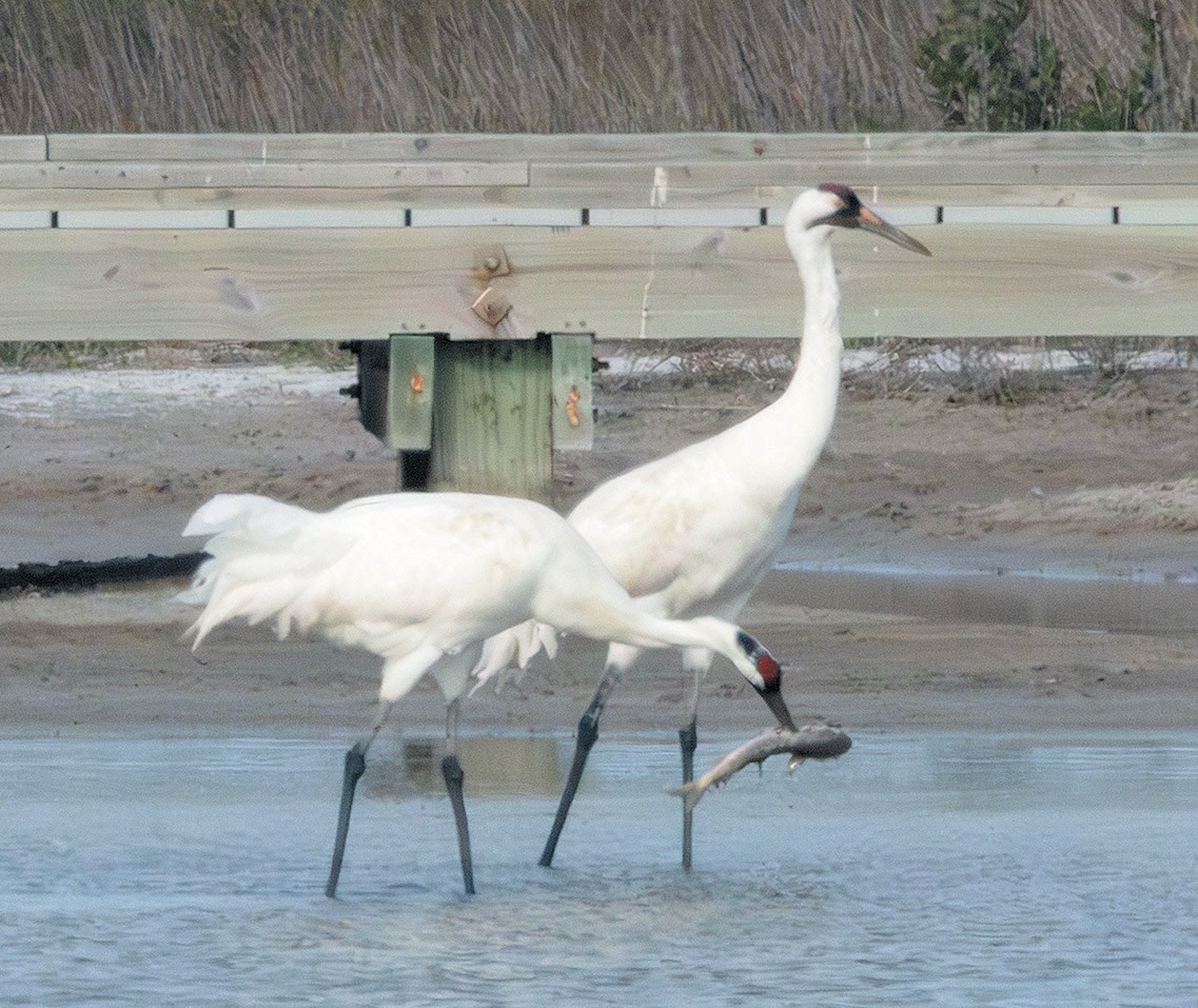 Whooper festival takes flight this week
