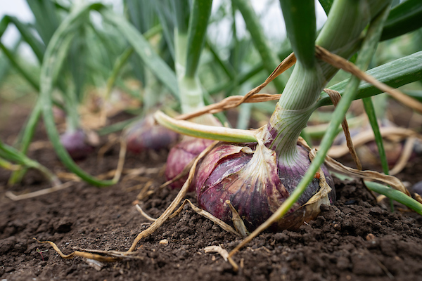 Mild red onions in the ground.