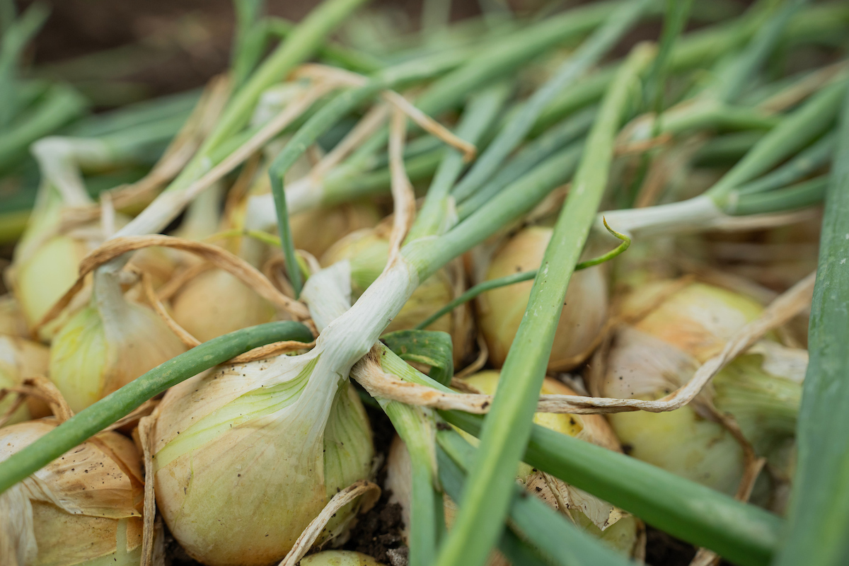 A mound of mild yellow onions in the production field.