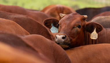 Texas beef herd signals higher prices ahead