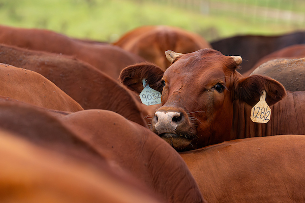 Texas beef herd signals higher prices ahead