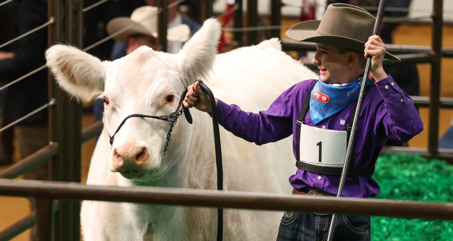 White Castle, Fort Worth Stock Show’s grand champion steer, sells for a record $550,000