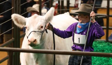 White Castle, Fort Worth Stock Show’s grand champion steer, sells for a record $550,000