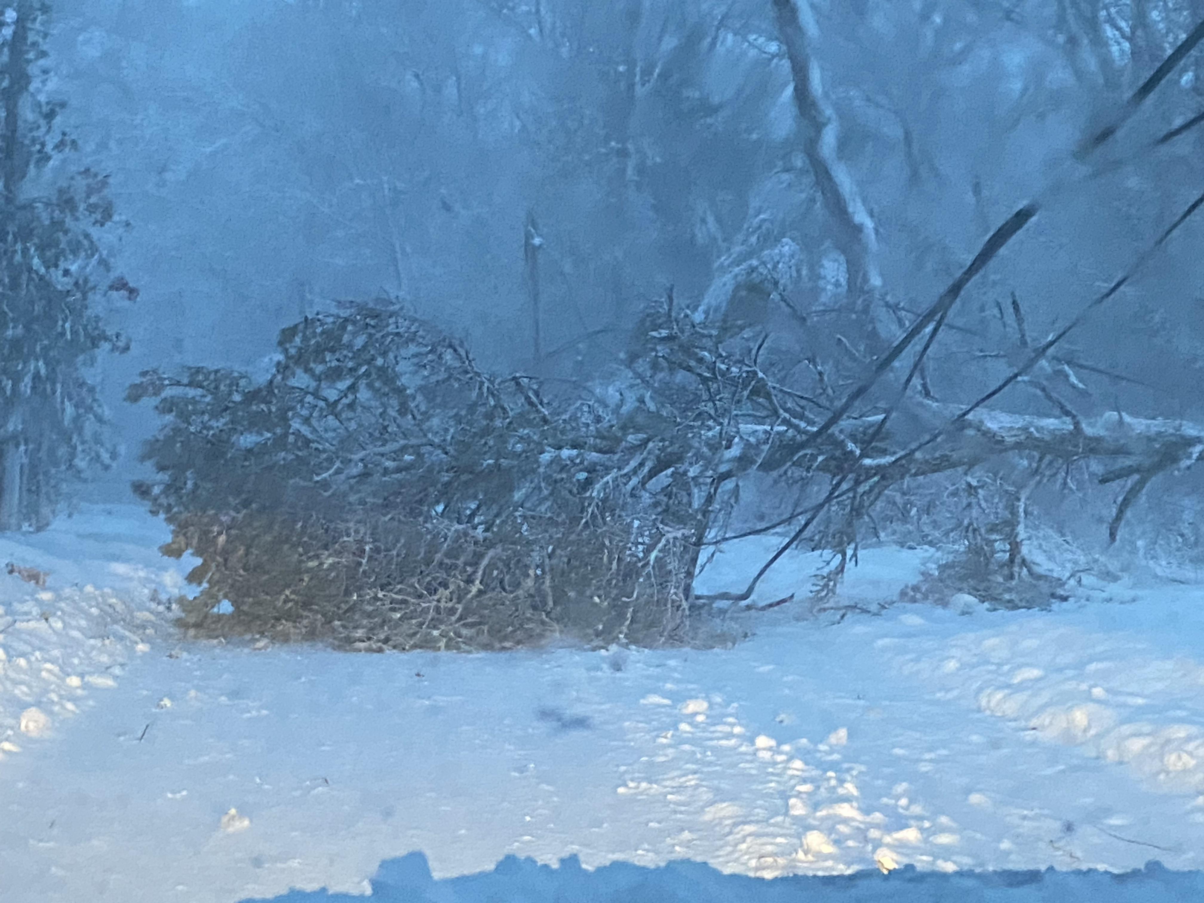 Downed pine tree en route to daily Mass