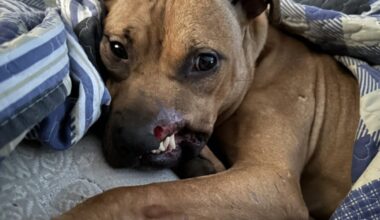 Former 'bait dog' competing to be 'America's Favorite Pet'