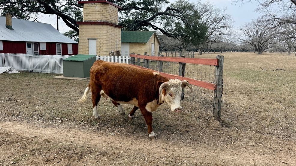 A $14 million rehabilitation project is underway to preserve the legacy of President Lyndon Baines Johnson. The focus of the restoration is the Texas White House where LBJ spent a quarter of his time while president in the 1960's. (Photo: Bettie Cross){p}{/p}