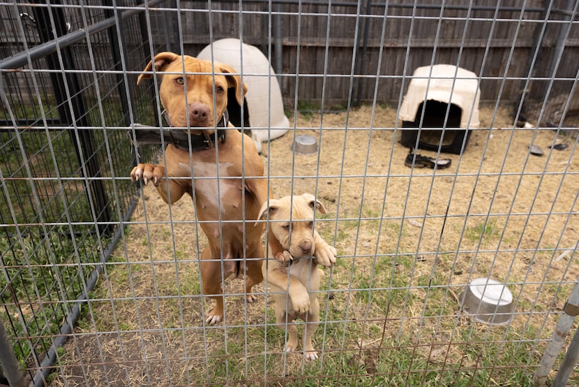 Investigators with ASPCA assisted with seizing 207 dogs across dozens of locations around...
