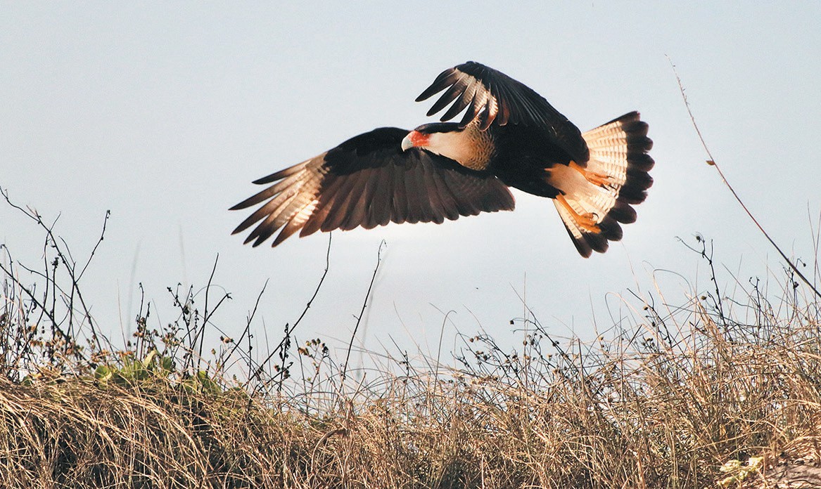 Official results released for 2025 Christmas Bird Count