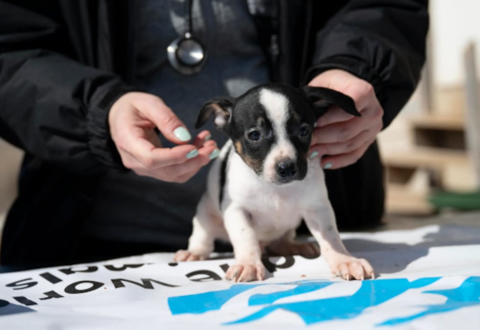 Humane Society Animal Rescue