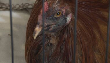 Texas Law Enforcement Cracks Down on Cockfighting Networks in Mexia and San Antonio areas