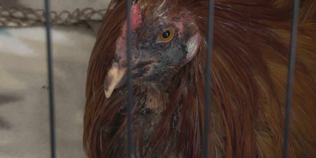 Texas Law Enforcement Cracks Down on Cockfighting Networks in Mexia and San Antonio areas