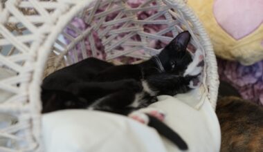 Purrfecto Cat Lounge