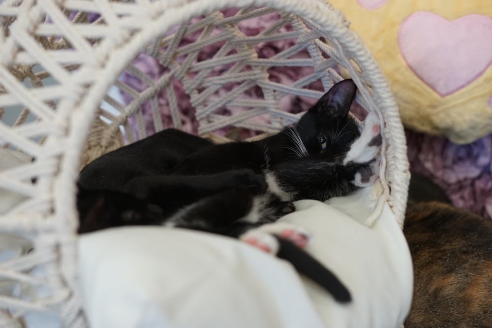 Purrfecto Cat Lounge