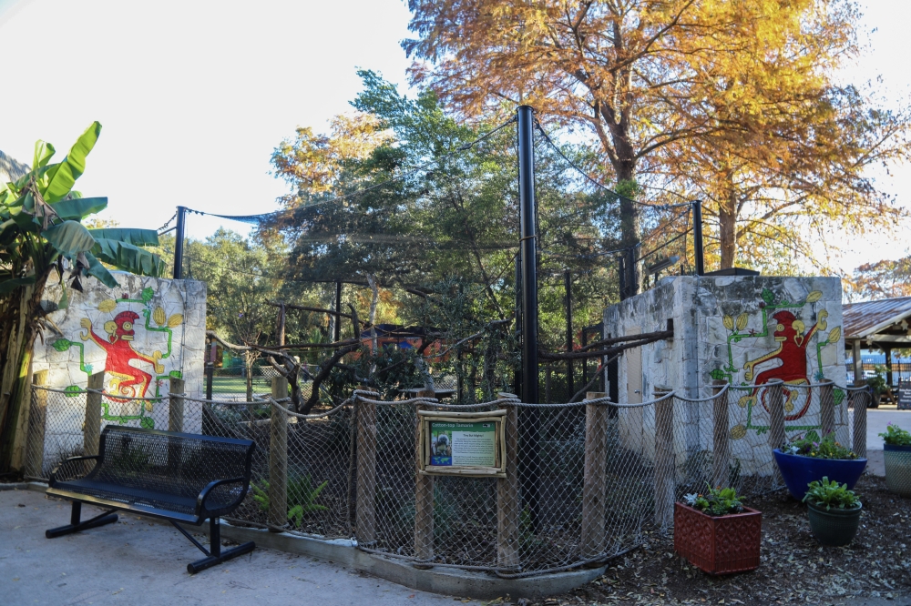 The new tamarin enclosure at the zoo houses five tamarins. (Courtesy San Antonio Zoo)