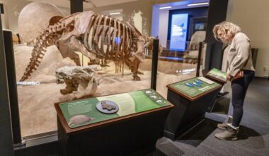 An image of a guest looking at one of the fossils.