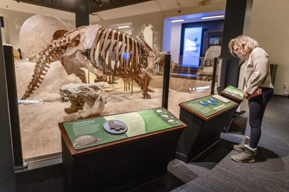 An image of a guest looking at one of the fossils.