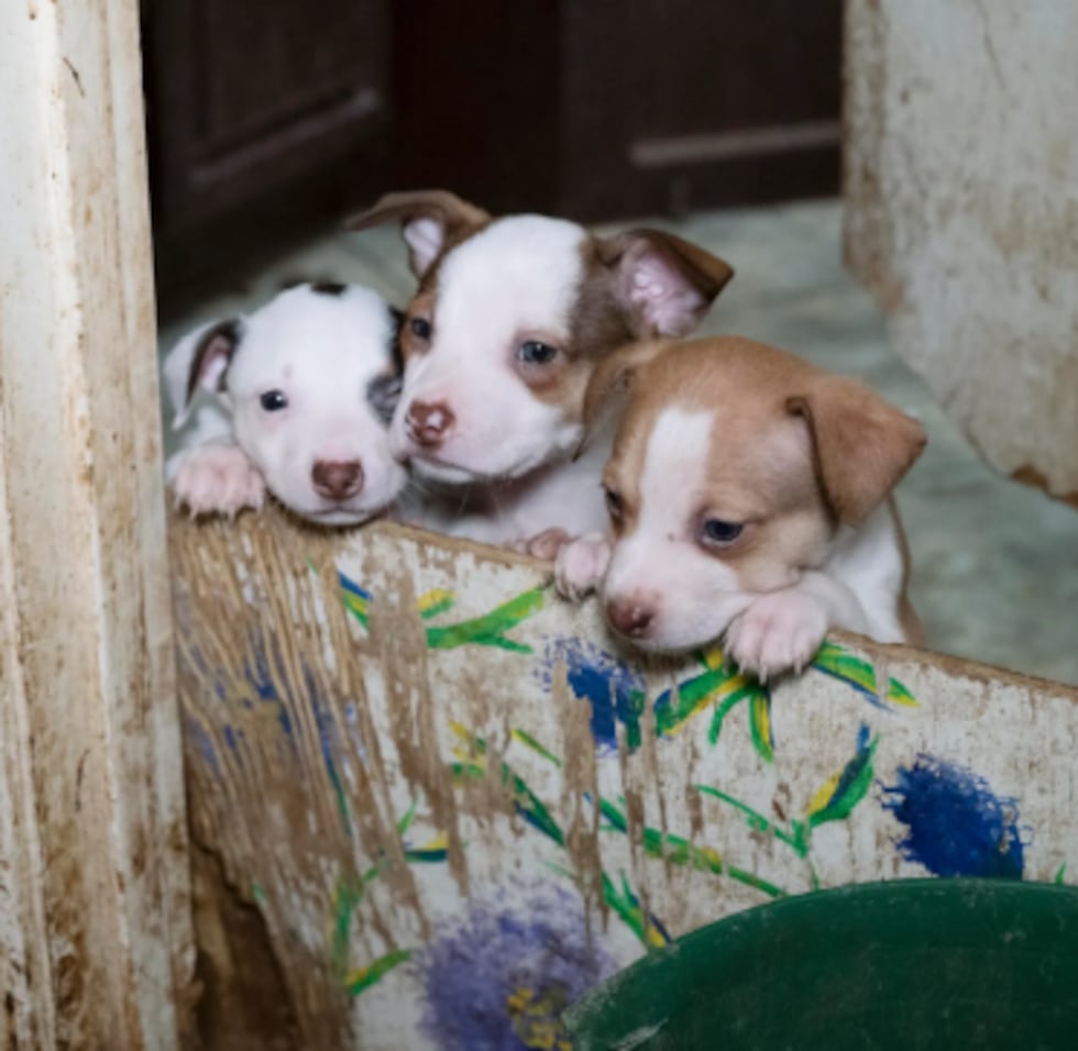 Humane Society Animal Rescue