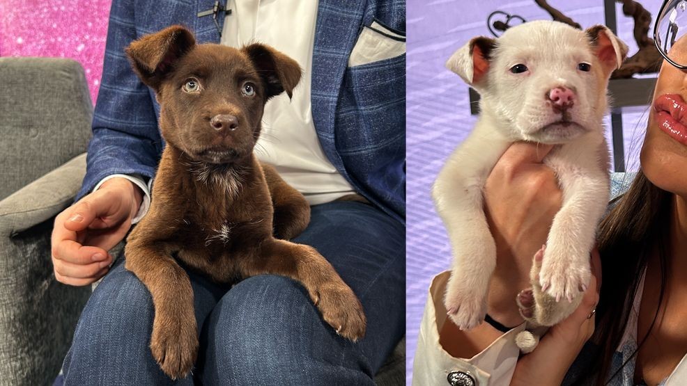 Wednesday Friendsday! Meet precious Tortellini and Ravioli