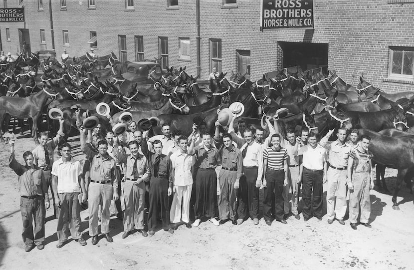 Ross Brothers Horse and Mule Company employees stand in Mule Alley in the Fort Worth...