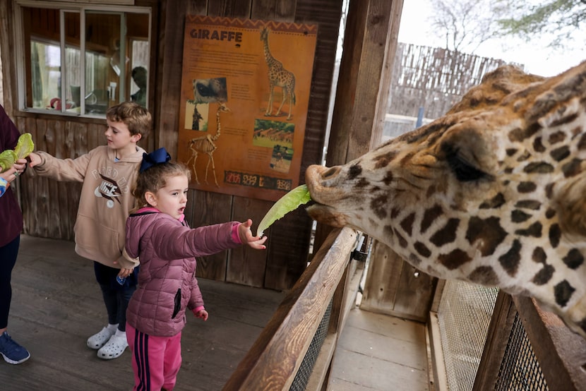 Grace Horgan, 5, fed a giraffe at the Dallas Zoo on Jan. 21. The zoo is preparing to host...