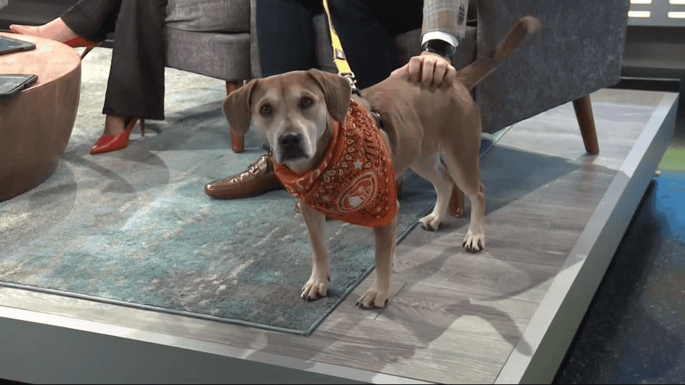 introduced WAA viewers to sweet Fern, an adorable adoptable pup from Austin Dog Rescue.