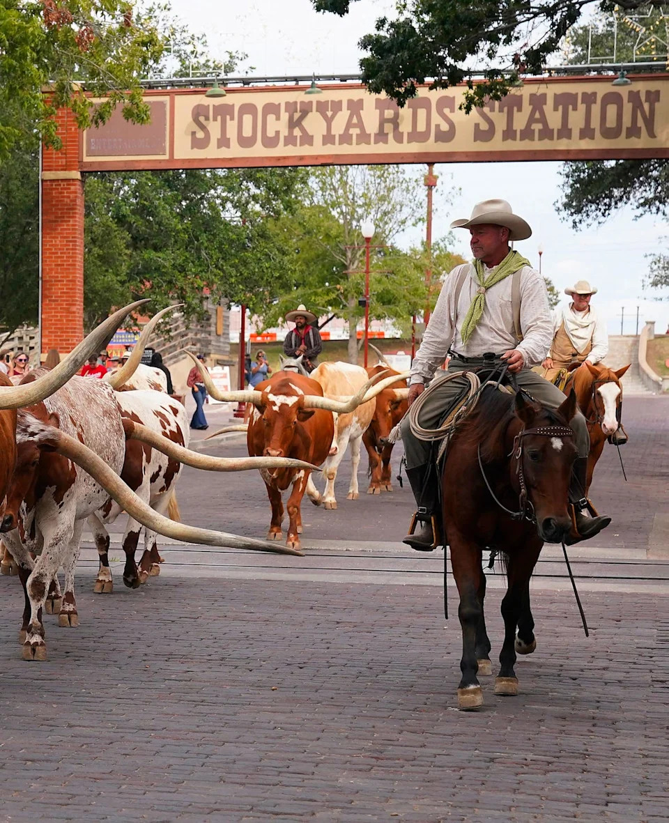 cowboys drive a herd of texas longhorns down east exchange avenue in the stockyards national historic district of fort worth, texas on october 10, 2023. the twice daily event is based on the history of from 1866 and 1890 more than four million head of cattle were driven through fort worth on texas cattle drives. (photo by timothy a. clary / afp) (photo by timothy a. clary/afp via getty images)