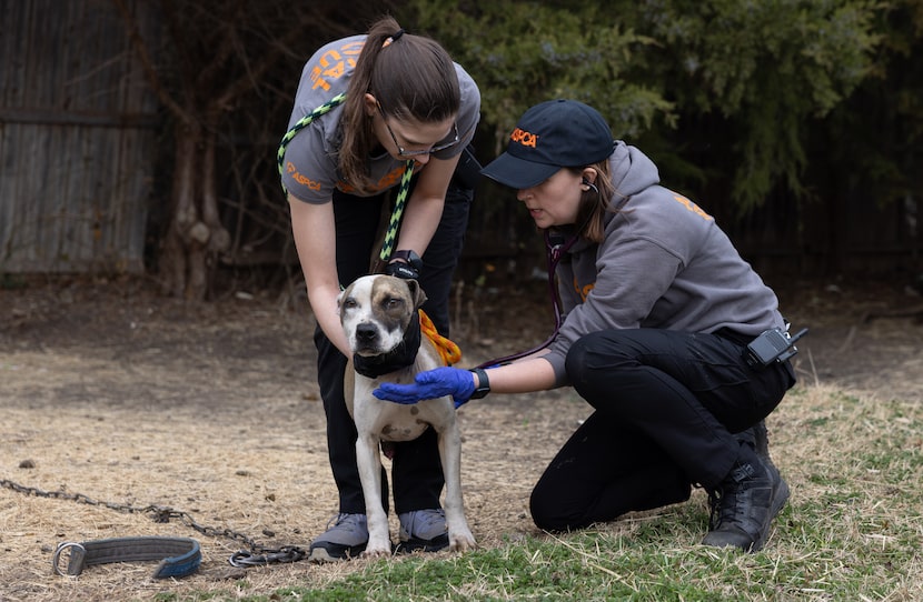 Investigators with ASPCA assisted with seizing 207 dogs across dozens of locations around...