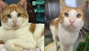 Friends For Life Pet of the Week: Cobweb | Community