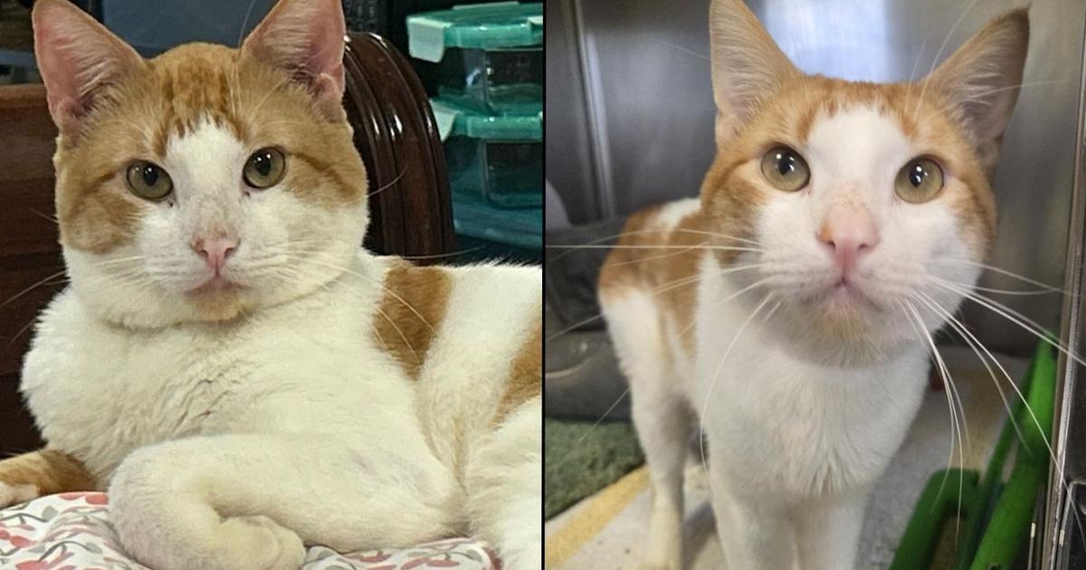 Friends For Life Pet of the Week: Cobweb | Community