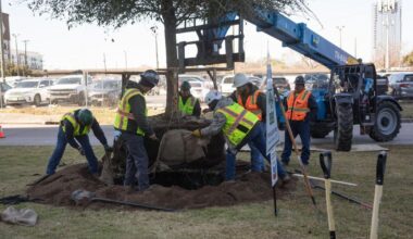 Living Legacy: Trees For Houston marks one-millionth tree with live oak planting in downtown Houston | Community
