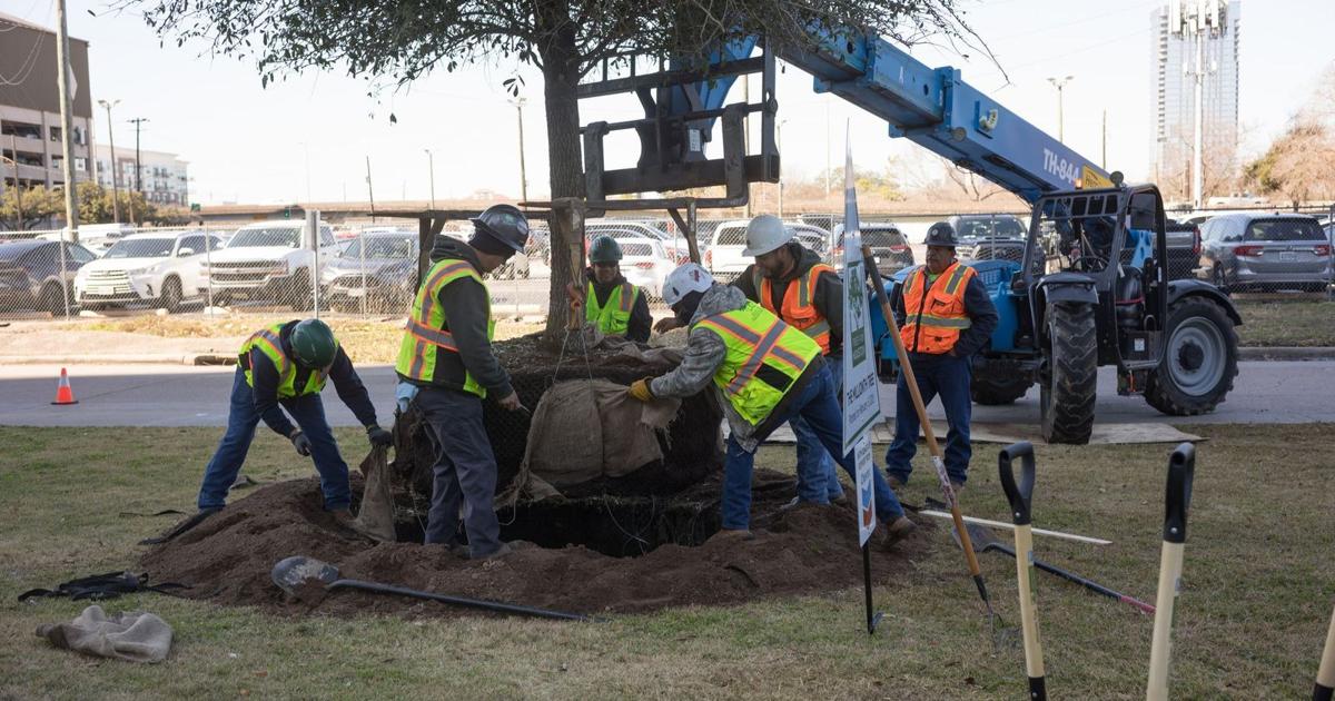 Living Legacy: Trees For Houston marks one-millionth tree with live oak planting in downtown Houston | Community