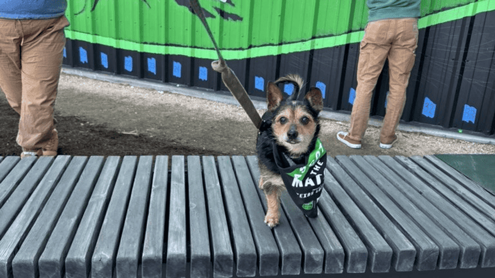 {p}This week’s Mascot of the Match is Fit-Bit, an adoptable pup ready to find a loving family.{/p}