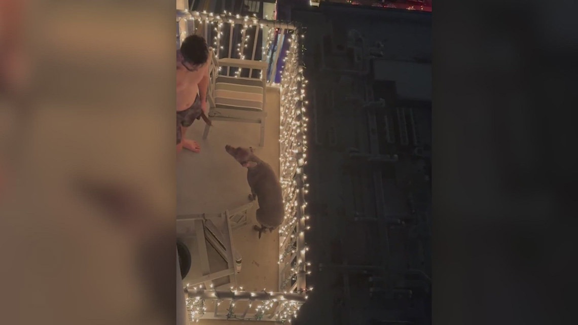 Judge denies return of dog to owner accused of cruelty