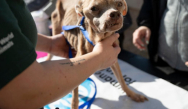 Kansas City Humane Society provides care for 50+ dogs rescued from Texas neglect case