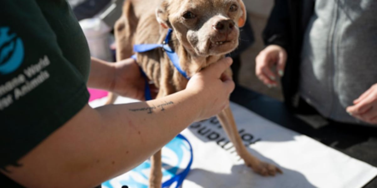 Kansas City Humane Society provides care for 50+ dogs rescued from Texas neglect case