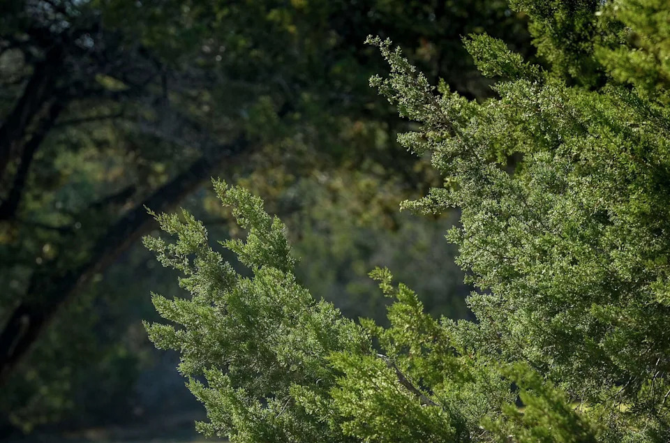 Ashe juniper trees blow in the wind at Mary Moore Searight Metropolitan Park in Austin on Jan. 14, during a period of high cedar pollen conccentration in the air. (Jay Janner/Austin American-Statesman)