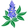 Bluebonnet News