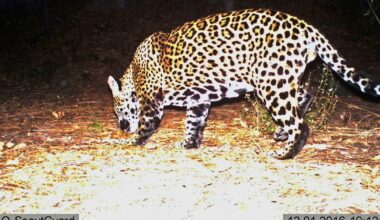 When did jaguars go 'extinct' in Texas? Curious Texas investigates
