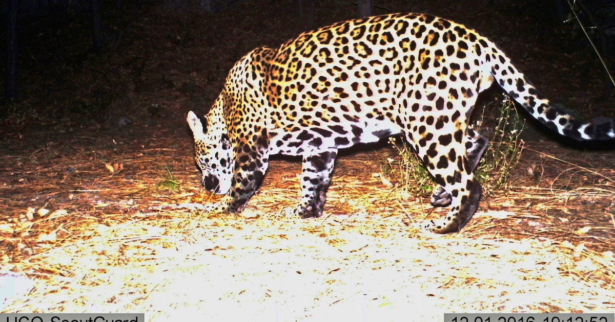 When did jaguars go 'extinct' in Texas? Curious Texas investigates