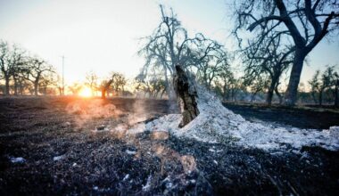 A stump smolders as a remnant of the Crabapple Fire over the weekend in Gillespie County, Texas, Sunday, March 16, 2025. (Robin Jerstad/The San Antonio Express-News via AP)